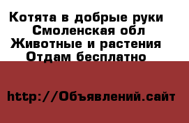 Котята в добрые руки - Смоленская обл. Животные и растения » Отдам бесплатно   